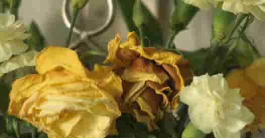 optimized_fadingflowers